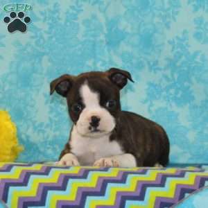 Carmen, Boston Terrier Puppy